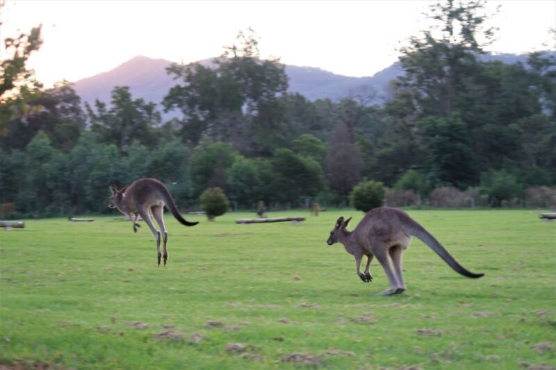 WILD Wombats and Kangaroo Experience, All Inclusive, Sydney - FAQ