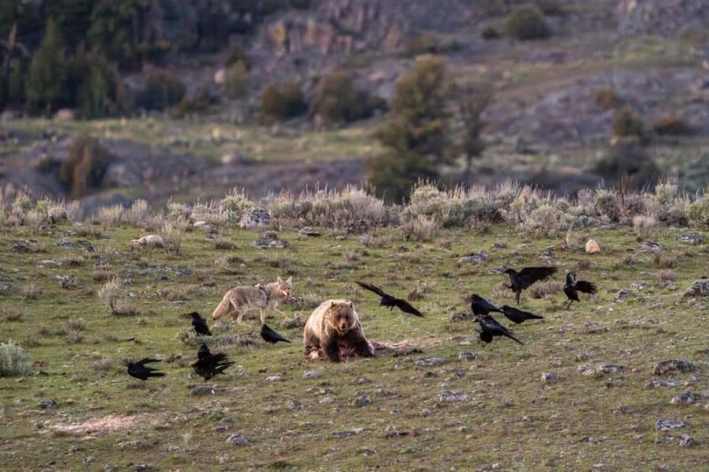 Wild Yellowstone 1 Day | Wildlife Photography Tour - An In-Depth Look at the Wild Yellowstone Photography Tour