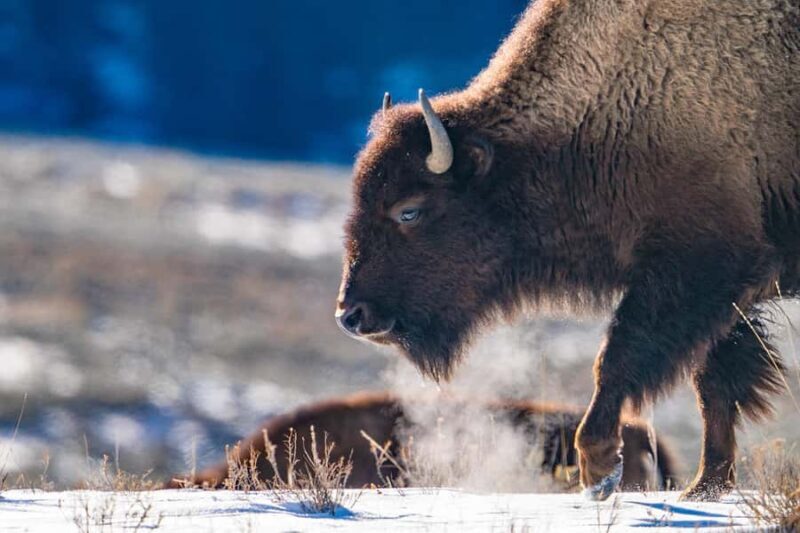 Wild Yellowstone 3 Day | Wildlife Photography Tour - An in-depth look at the Yellowstone winter wildlife tour