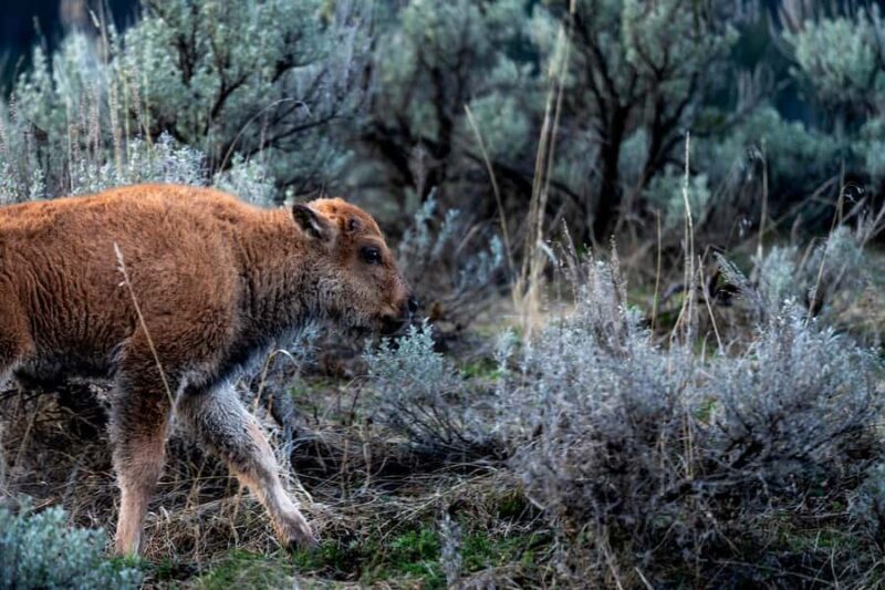 Wild Yellowstone 3 Day | Wildlife Photography Tour - Frequently Asked Questions