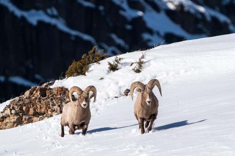 Wild Yellowstone Half-Day | Photography Tour in Yellowstone - Key Points