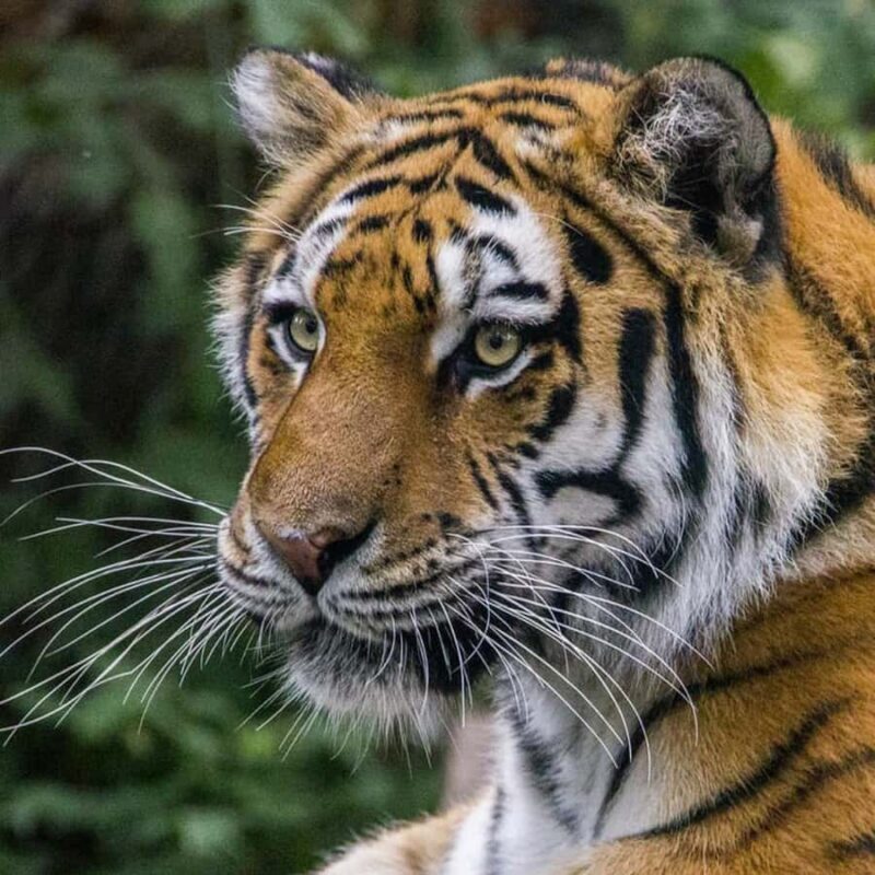 Wilder Institute/Calgary Zoo Entry Ticket - Explore the Wilder Institute/Calgary Zoo: A Day of Wildlife and Conservation