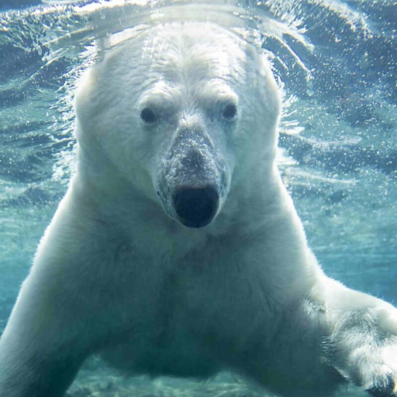 Wilder Institute/Calgary Zoo Entry Ticket - Who Will Appreciate This Experience?