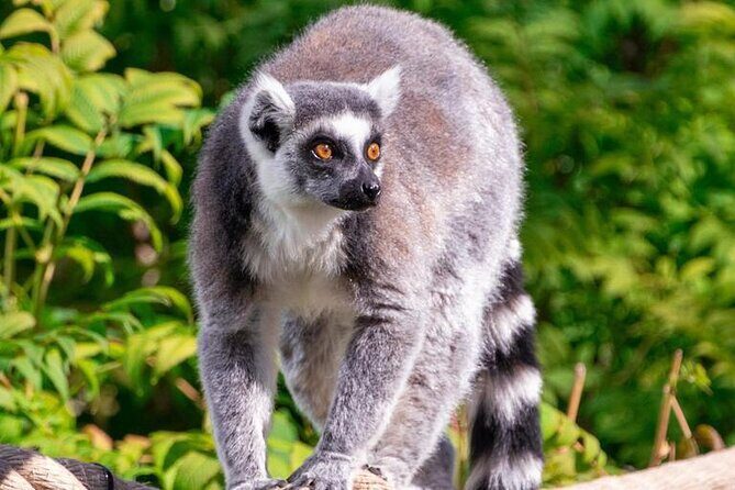 Wilder Institute/Calgary Zoo: Entry Ticket - Who Will Love This Experience?