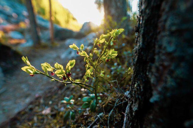 Wilderness Survival Tour - Summer & Autumn - A Deeper Look at the Wilderness Survival Tour