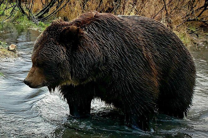 Wilderness, Wildlife, Glacier Experience from Anchorage - Exploring the Wilderness, Wildlife, and Glaciers: A Detailed Look