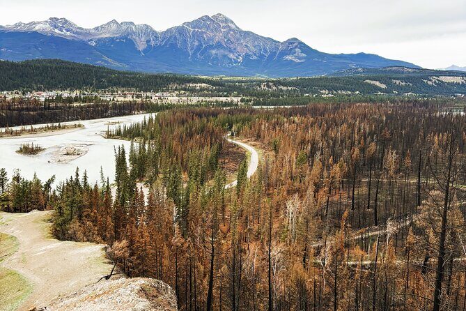 Wildfire Peak Nic - Exploring Jasper’s Wildfire Recovery: Wildfire Peak Nic Tour Review