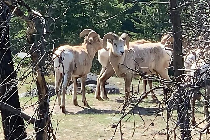 Wildfire Peak Nic - Key Points