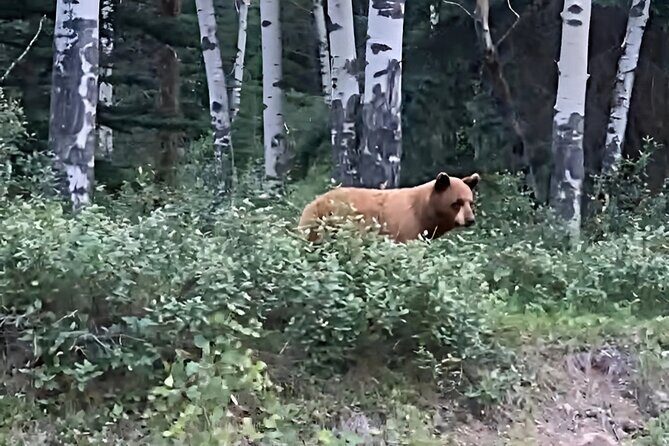 Wildfire Peak Nic - Authentic Traveler Insights and Honest Appraisal