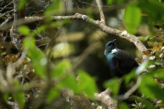 Wildlife and Penguin Tour - A Detailed Look at the Wildlife and Penguin Tour