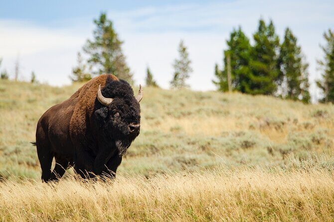 Wildlife and Waterfalls - Final thoughts: Is this Yellowstone tour right for you?