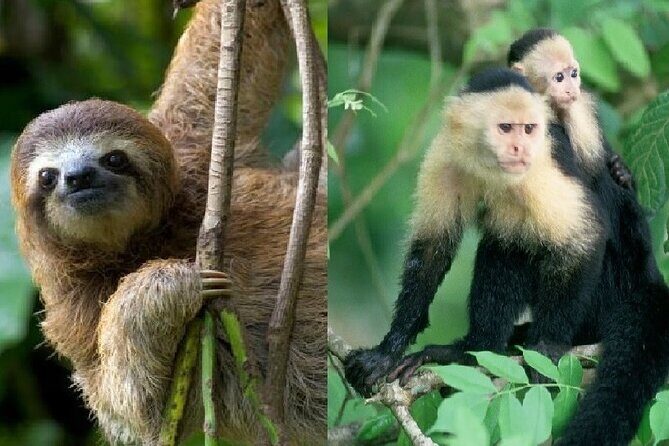 Wildlife boat tour at Gatun Lake and Embera Indian Village - Key Points