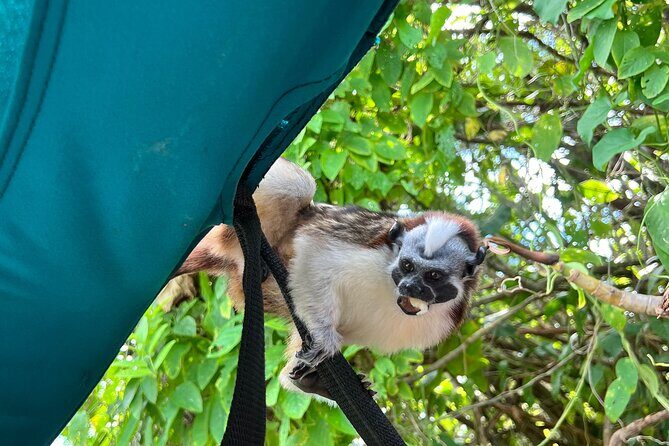 Wildlife Boat Tour in the Panama Canal Lake - A Deep Dive into the Wildlife Boat Tour Experience