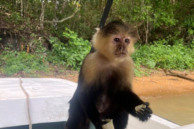 Wildlife Boat Tour in the Panama Canal Lake - Frequently Asked Questions (FAQs)