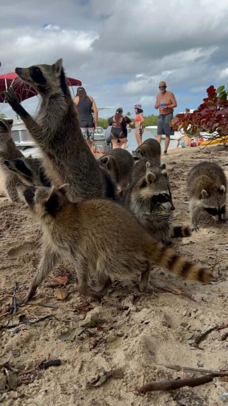 Wildlife Boat Tour & Racoon Island - Wildlife Boat Tour & Raccoon Island: A Detailed Review