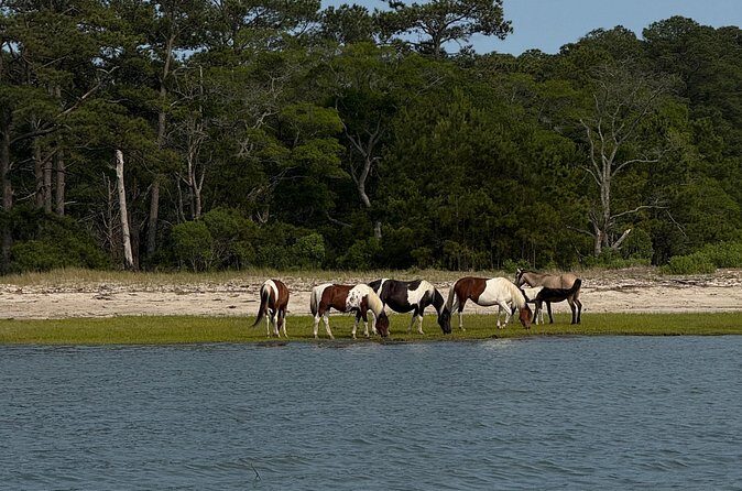 Wildlife Boat Tour with Wild Ponies and Dolphins in Chincoteague - Authentic Experiences and Authenticity