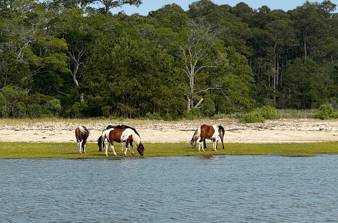 Wildlife Boat Tour with Wild Ponies and Dolphins in Chincoteague - Practical Details and Tips