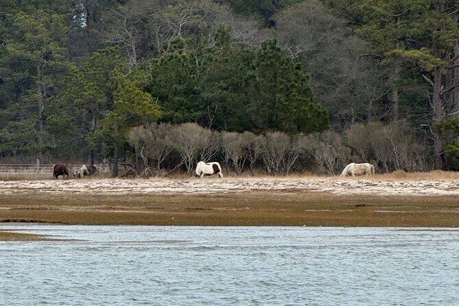 Wildlife Boat Tour with Wild Ponies and Dolphins in Chincoteague - Who Should Book This Tour?