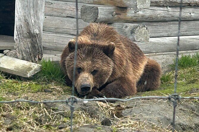 Wildlife Conservation Center & Portage Valley Glaciers - A Closer Look at the Experience