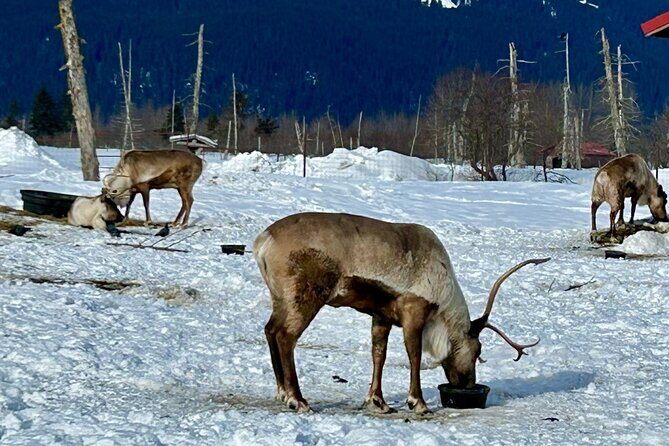 Wildlife Conservation Center & Portage Valley Glaciers - Final Thoughts: Is It Worth It?