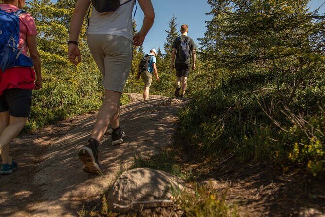 Wildlife Forest Hike - Exploring the Wilderness of Oslo: A Wildlife Forest Hike