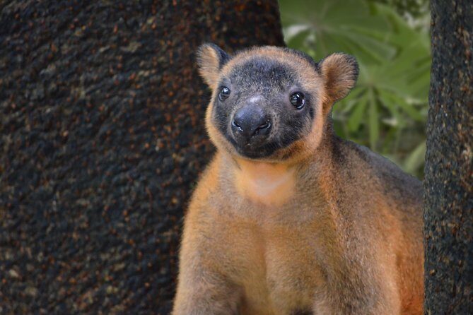 Wildlife Habitat Port Douglas - A Closer Look at the Wildlife Habitat Experience