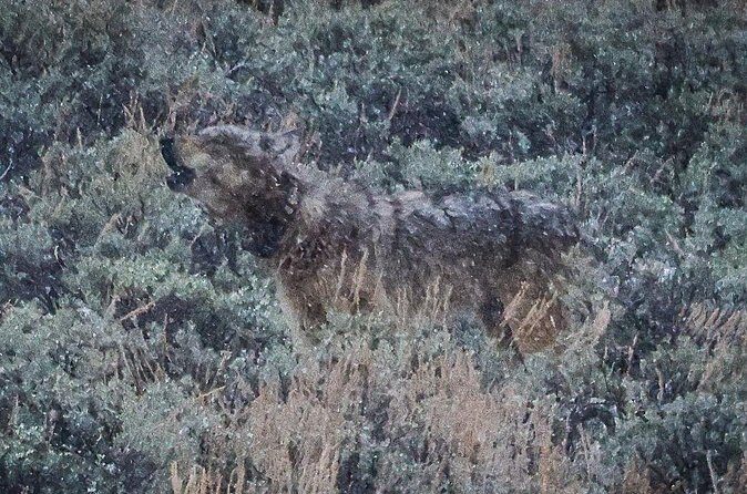 Wildlife Hiking Adventure in Yellowstone with Lunch - Who Should Consider This Tour?