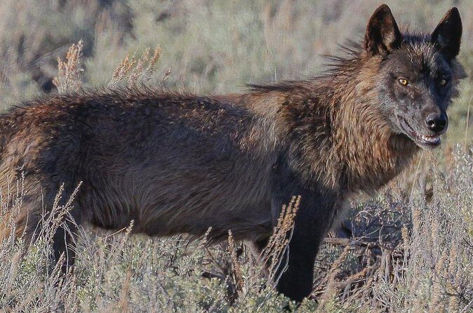 Wildlife Hiking Adventure in Yellowstone with Lunch - FAQs