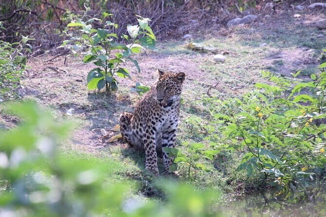 Wildlife Jungle Jeep Safari Ranipur Range, Rajaji National Park - Wildlife Jungle Jeep Safari Ranipur Range, Rajaji National Park