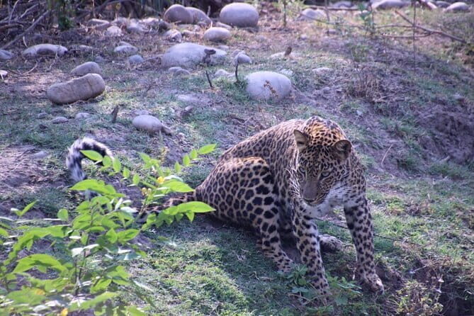 Wildlife Jungle Jeep Safari Ranipur Range, Rajaji National Park - Key Points