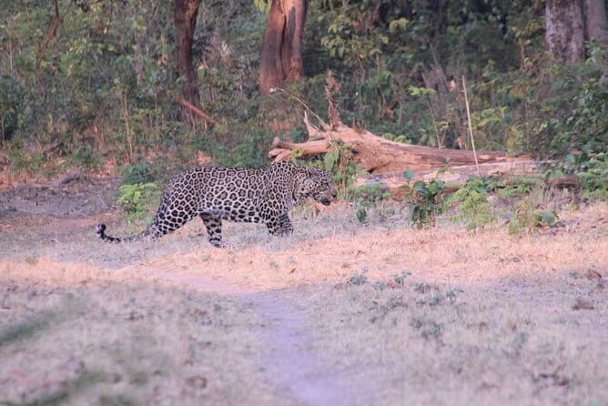Wildlife Jungle Jeep Safari Ranipur Range, Rajaji National Park - Who Should Consider This Safari?