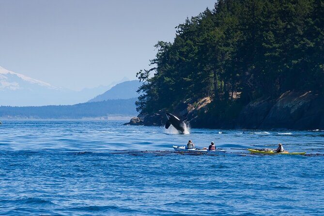Wildlife Kayak Tour at Fort Flagler State Park - Who Should Consider This Tour?
