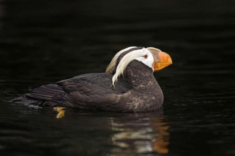 Wildlife Kayak Tour: Fort Flagler, WA - Wildlife Kayak Tour: Fort Flagler, WA