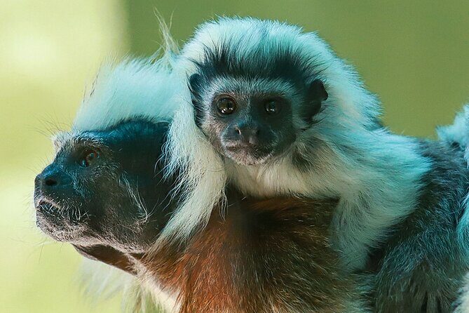 Wildlife Learning Adventure and Snorkeling in Akumal - FAQ