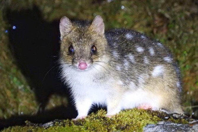 Wildlife Night Spotting at Cradle Mountain - Wildlife Night Spotting at Cradle Mountain: A Close Encounter with Tasmania’s Nighttime Creatures