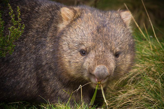 Wildlife Night Spotting at Cradle Mountain - An In-Depth Look at Your Nighttime Adventure