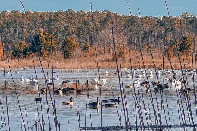 Wildlife Photo Safari - In-Depth Review: Exploring North Carolina’s Wildlife and History