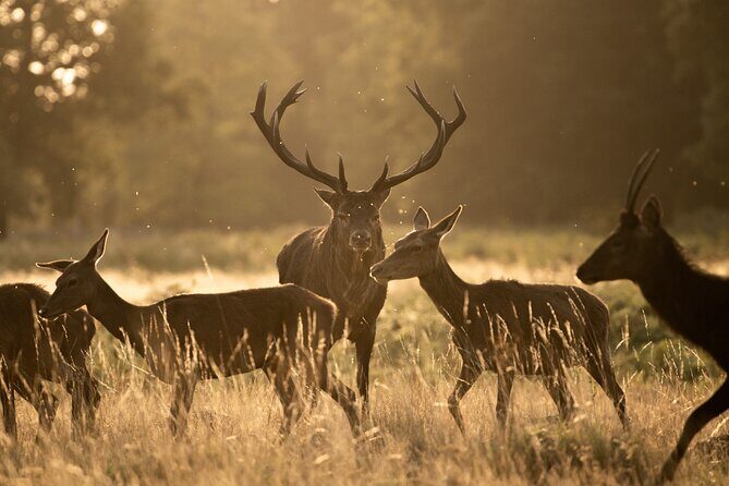 Wildlife Photography Workshop in Richmond Park in London - An In-Depth Look at the Richmond Park Wildlife Photography Workshop