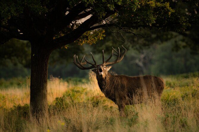 Wildlife Photography Workshop in Richmond Park in London - Final Thoughts: Is This the Right Experience for You?