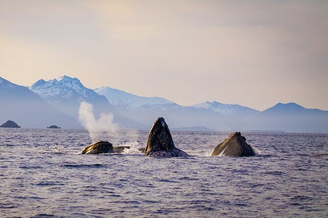 Wildlife Photography Workshop: Sitka Boat Tour (3 hours) - Key Points