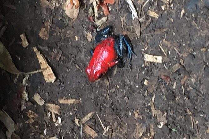 Wildlife rainforest Hiking sloth & Chocolate -Coffee tour - Wildlife Rainforest Hiking, Sloth & Chocolate - Coffee Tour: An Authentic Costa Rican Experience