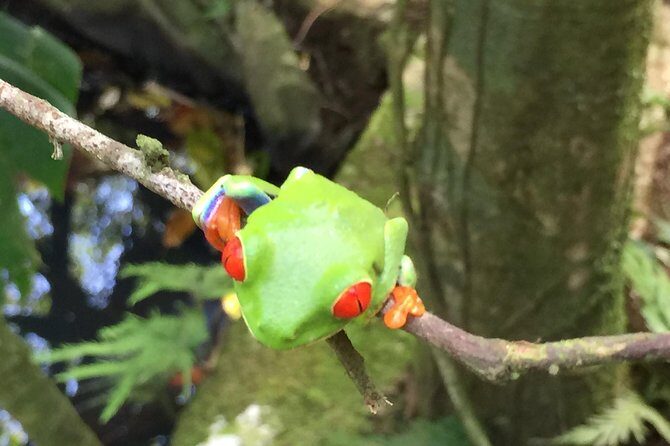 Wildlife rainforest Hiking sloth & Chocolate -Coffee tour - A Deep Dive into the Experience