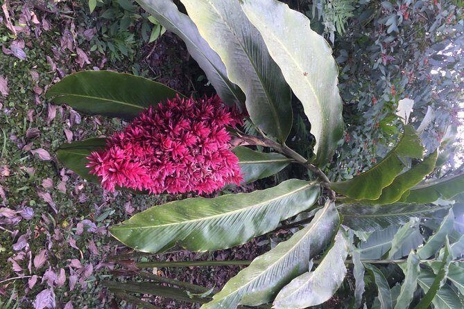 Wildlife rainforest Hiking sloth & Chocolate -Coffee tour - The Sum Up