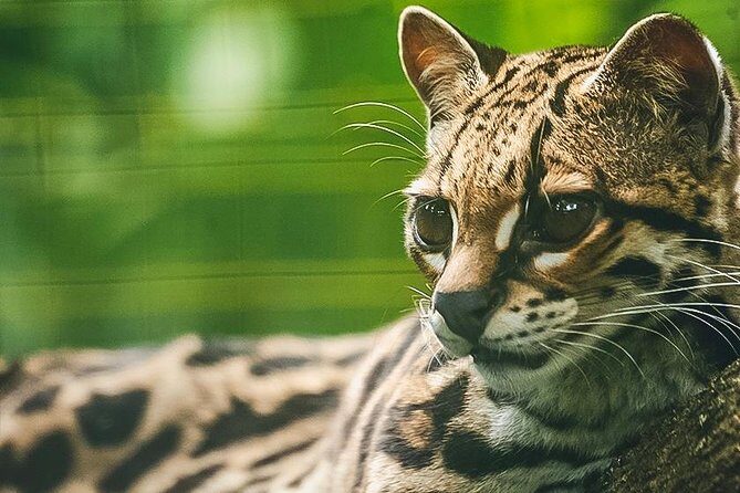 Wildlife Rescue Center Tour in Costa Rica - Frequently Asked Questions