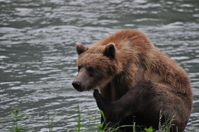 Wildlife Safari & Bear Viewing from Skagway - Key Points