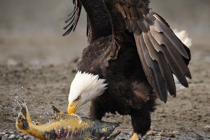 Wildlife Safari & Bear Viewing from Skagway - In-Depth Review of the Wildlife Safari & Bear Viewing Tour
