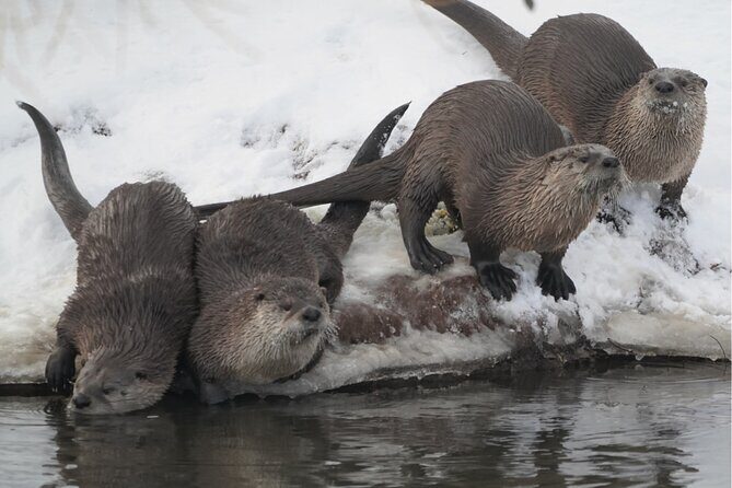 Wildlife Safari, Elk Refuge Sleigh Ride, Winter Camp Igloo Dinner - FAQ