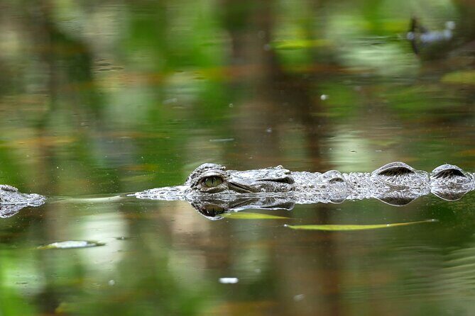 Wildlife Safari Float by Kayak in Peñas Blancas River from Arenal - Exploring the Penas Blancas River in La Fortuna