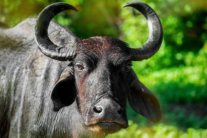 Wildlife Safari Udawalawa - Exploring Udawalawe: A Closer Look at the Safari Experience