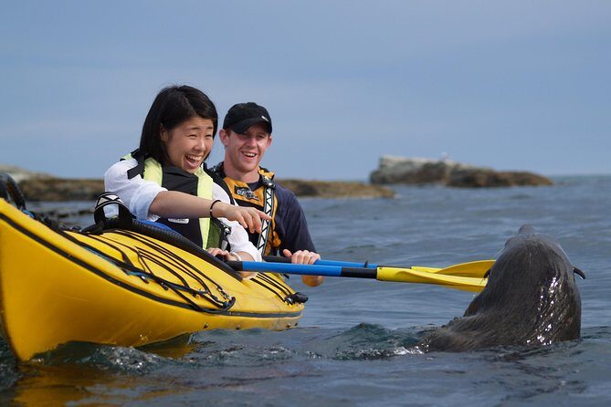 Wildlife Sea Kayaking Tour - Kaikoura - Exploring Kaikoura’s Wildlife from a Kayak